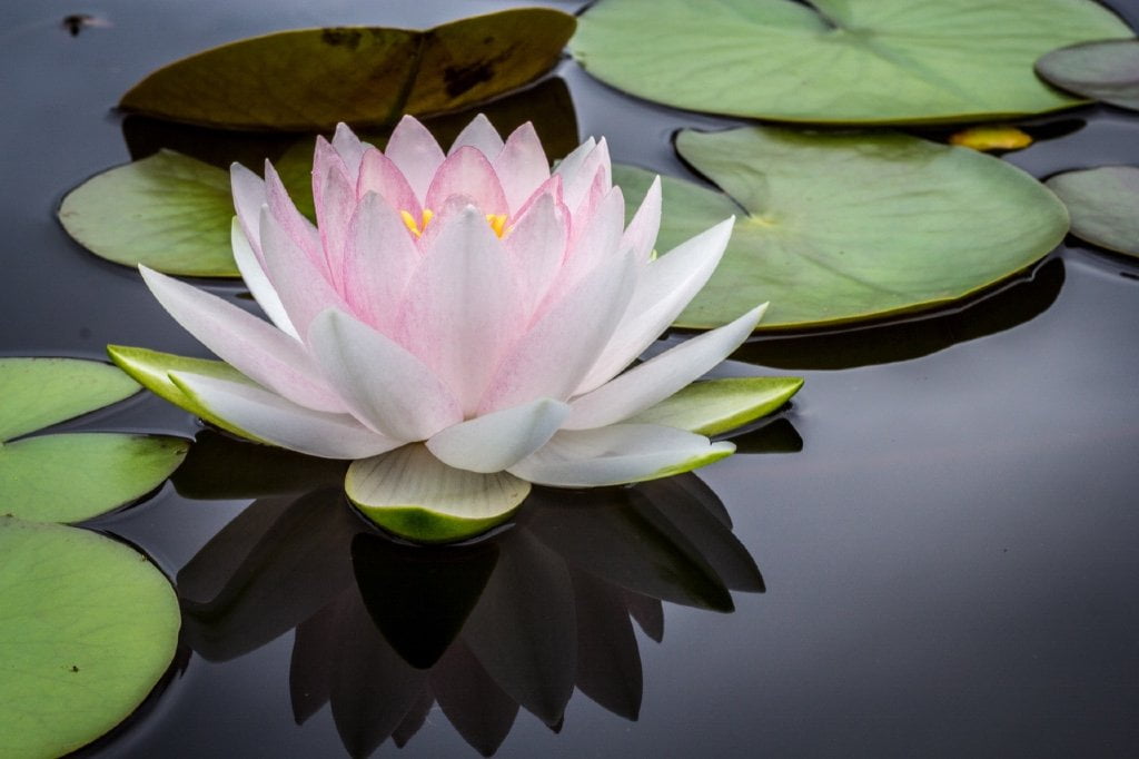 A lotus flower growing in muddy waters